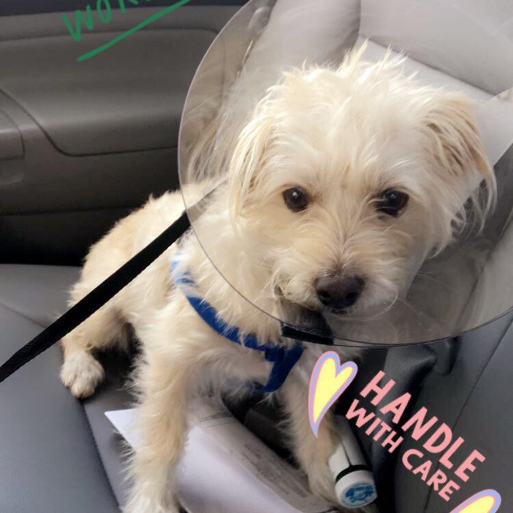 Meet your Posher, Cara